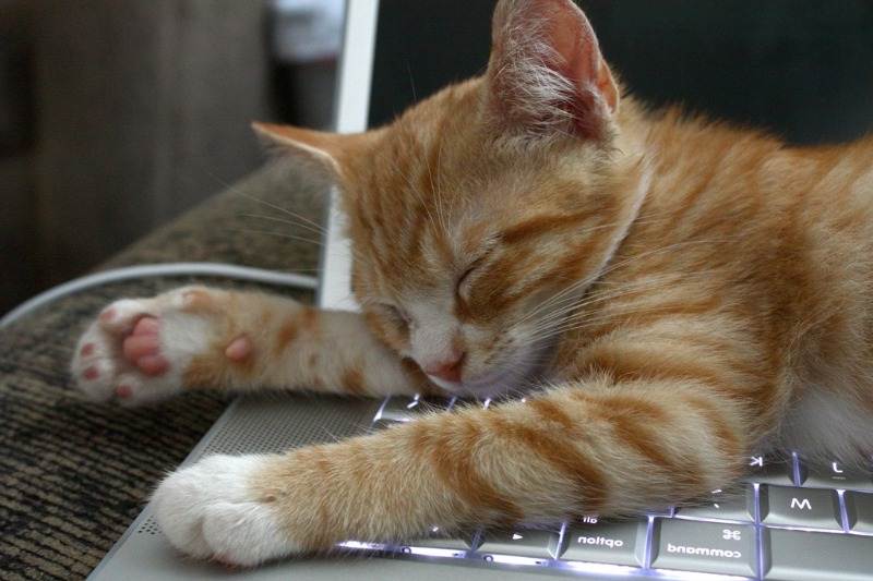 Кот спит на клавиатуре