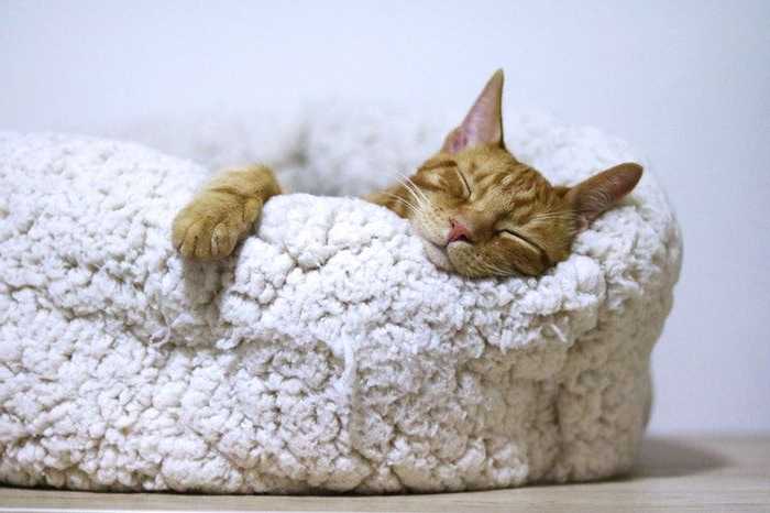 смешные 20 фактов о сне - Кошки проводят две трети своей жизни во сне